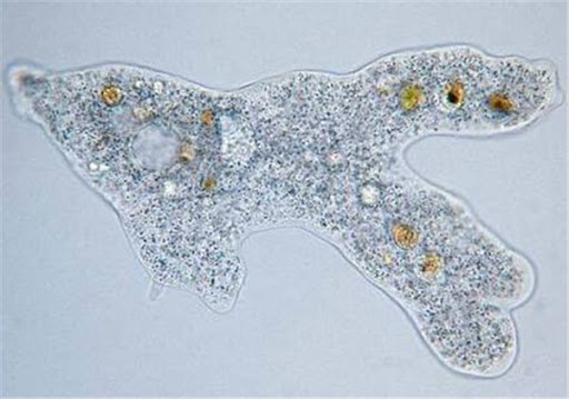 如果存在二维生物,他们会是什么模样? - 知乎