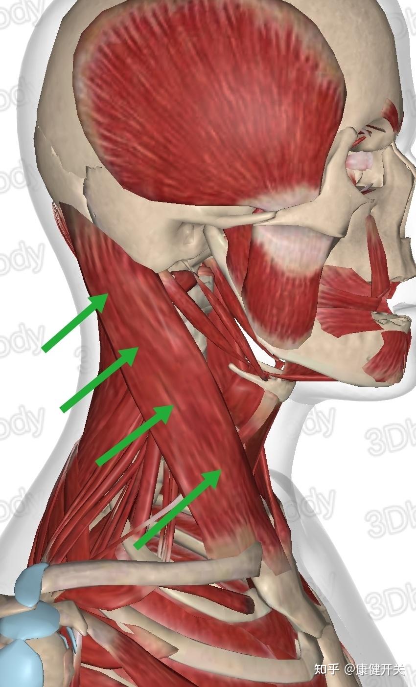 甲狀腺結節按摩調理方法