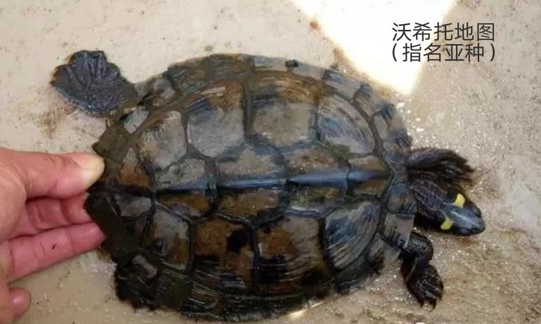 地图龟是龟界的哈士奇,也是适合新手饲养的观赏龟,地图龟有13种 - 知乎
