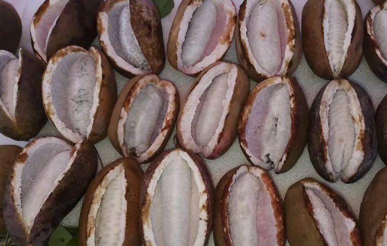 南方地区的一种水果果皮金黄色秋天成熟巨甜不知道学名叫什么