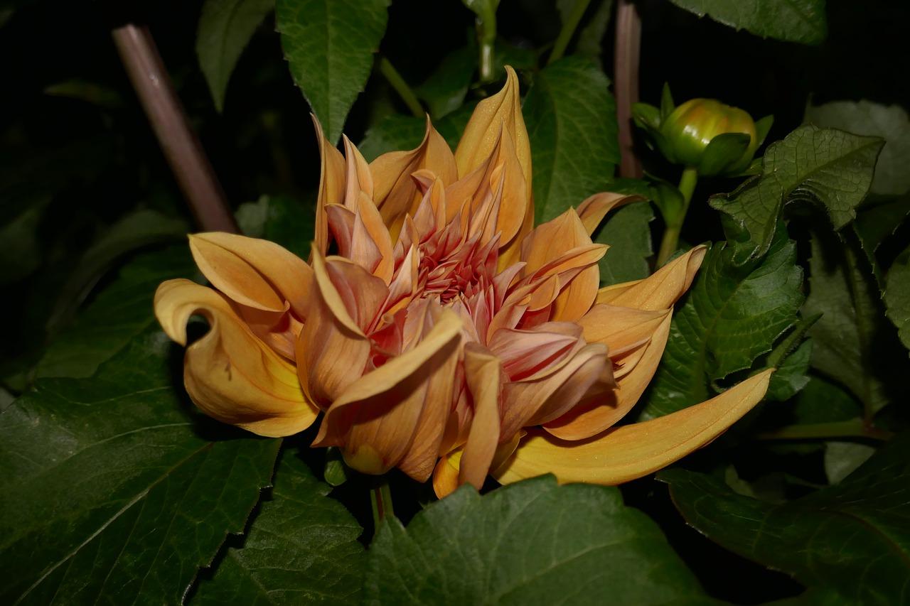 大华天都在哪里