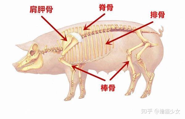 掌握这个小技巧在家就能做一碟香嫩滑的豉椒蒸排骨