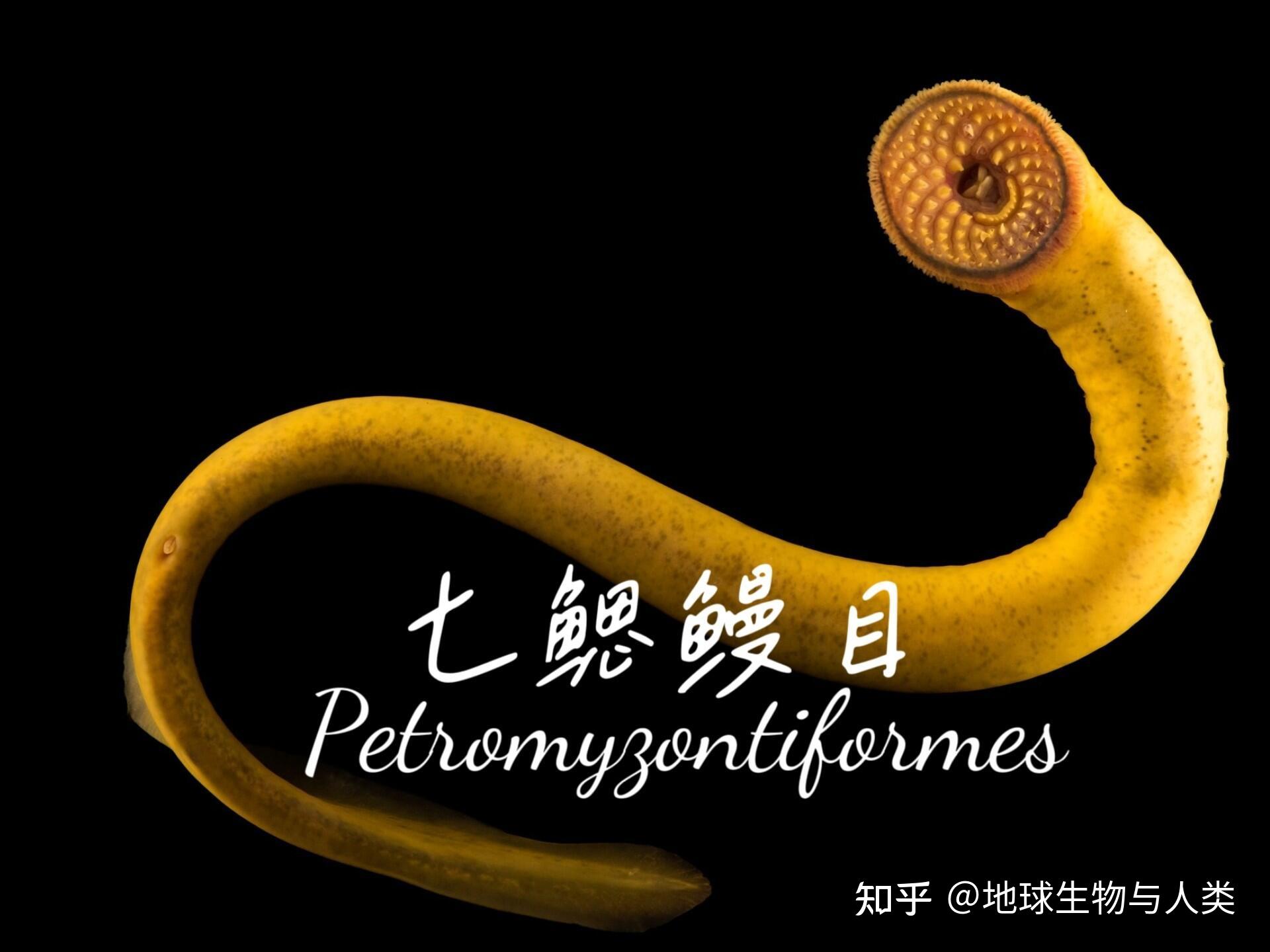 【鱼类全系列】七鳃鳗亚纲