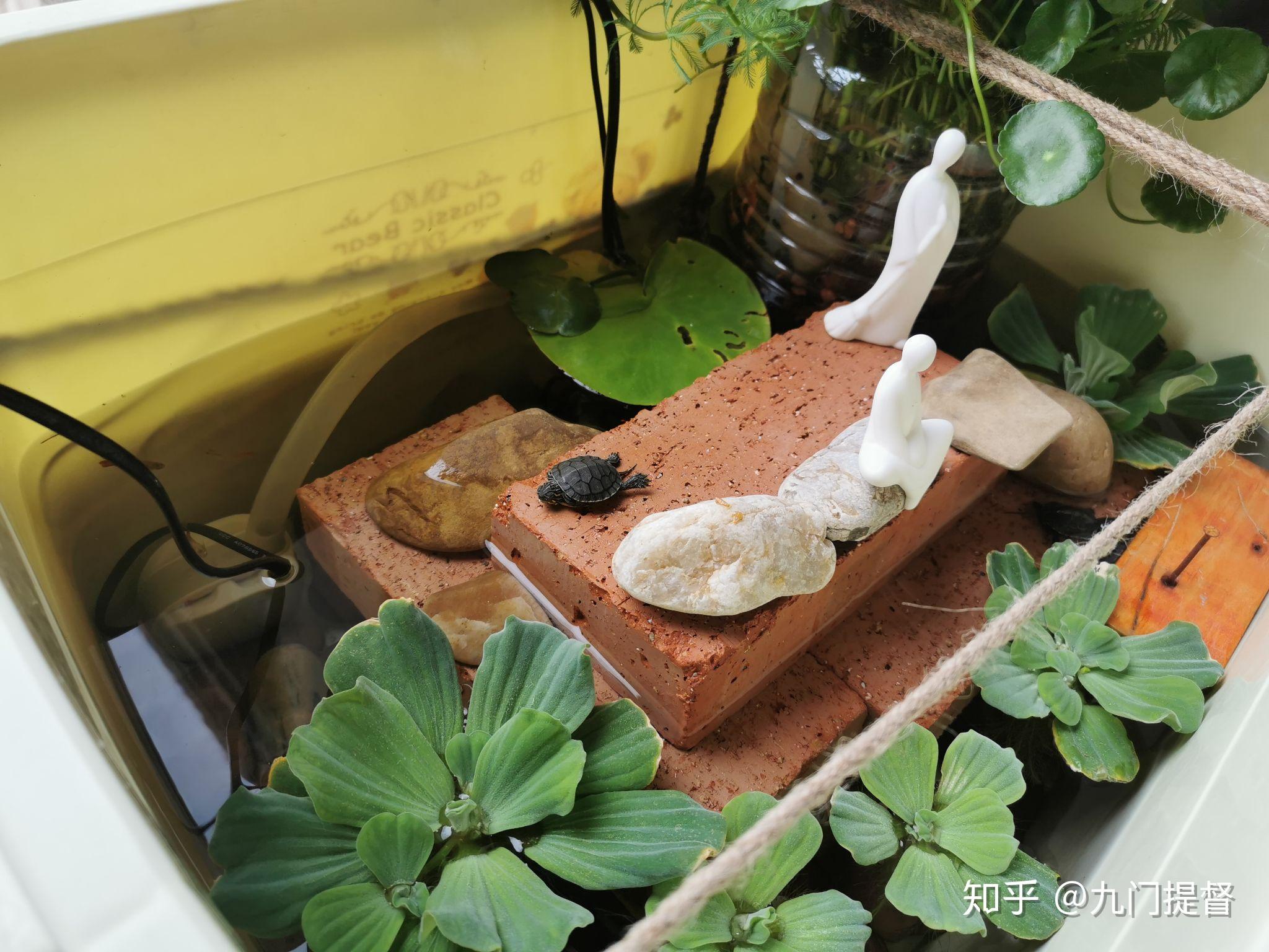 我写完这个文章的第二天 就发现之前越狱的草龟苗自己回到缸里了