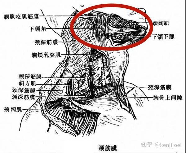 颈部保养_颈部保养常识_颈部保养护肤