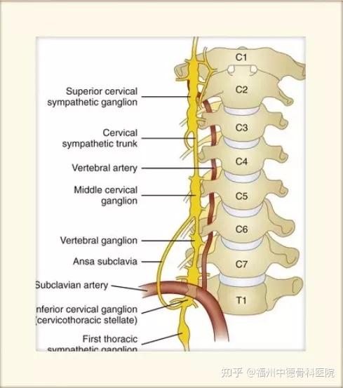颈部神经节段分布图图片
