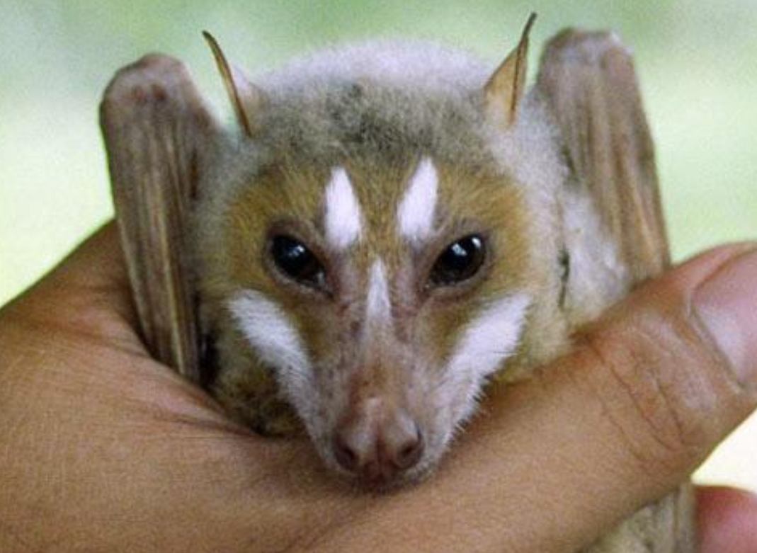 为何蝙蝠的头有的像狼狗,有的像猪鼻子? - 知乎