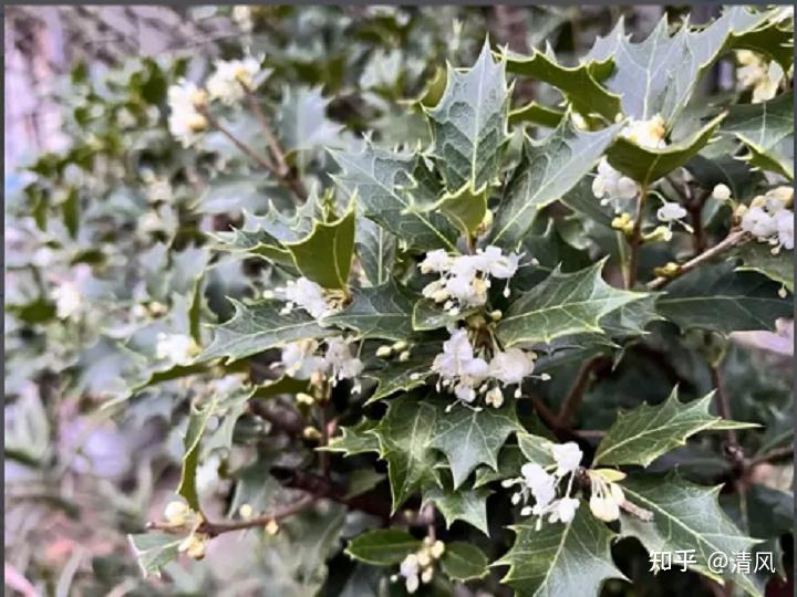 日本的四季花卉——秋之花 - 知乎
