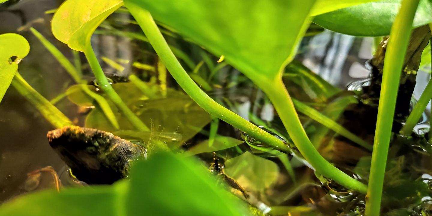 青鳉饲养心得 - 知乎
