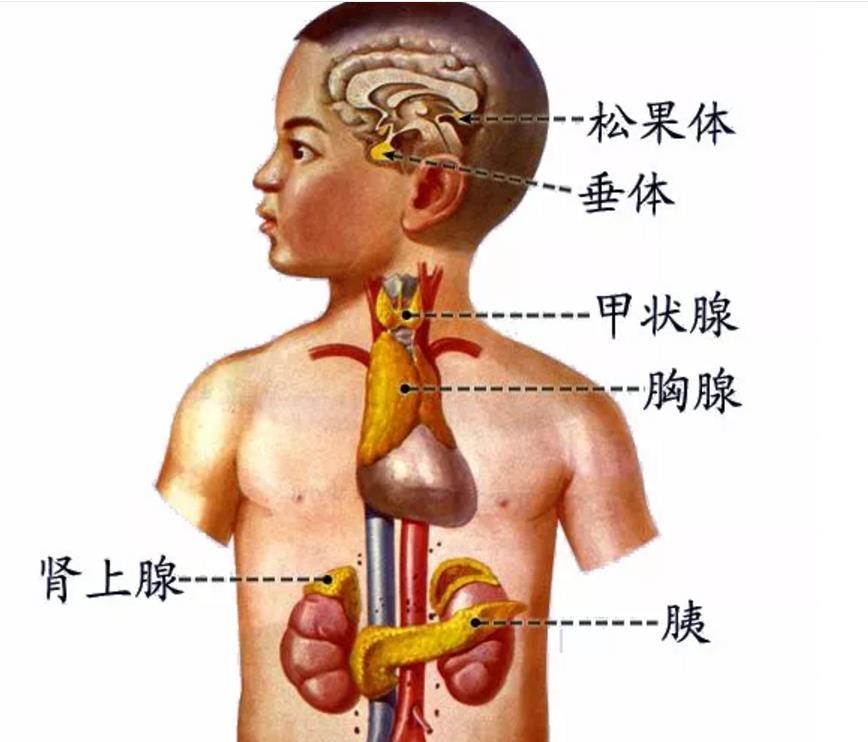 人体解剖学学习的思路及学习方法二 知乎