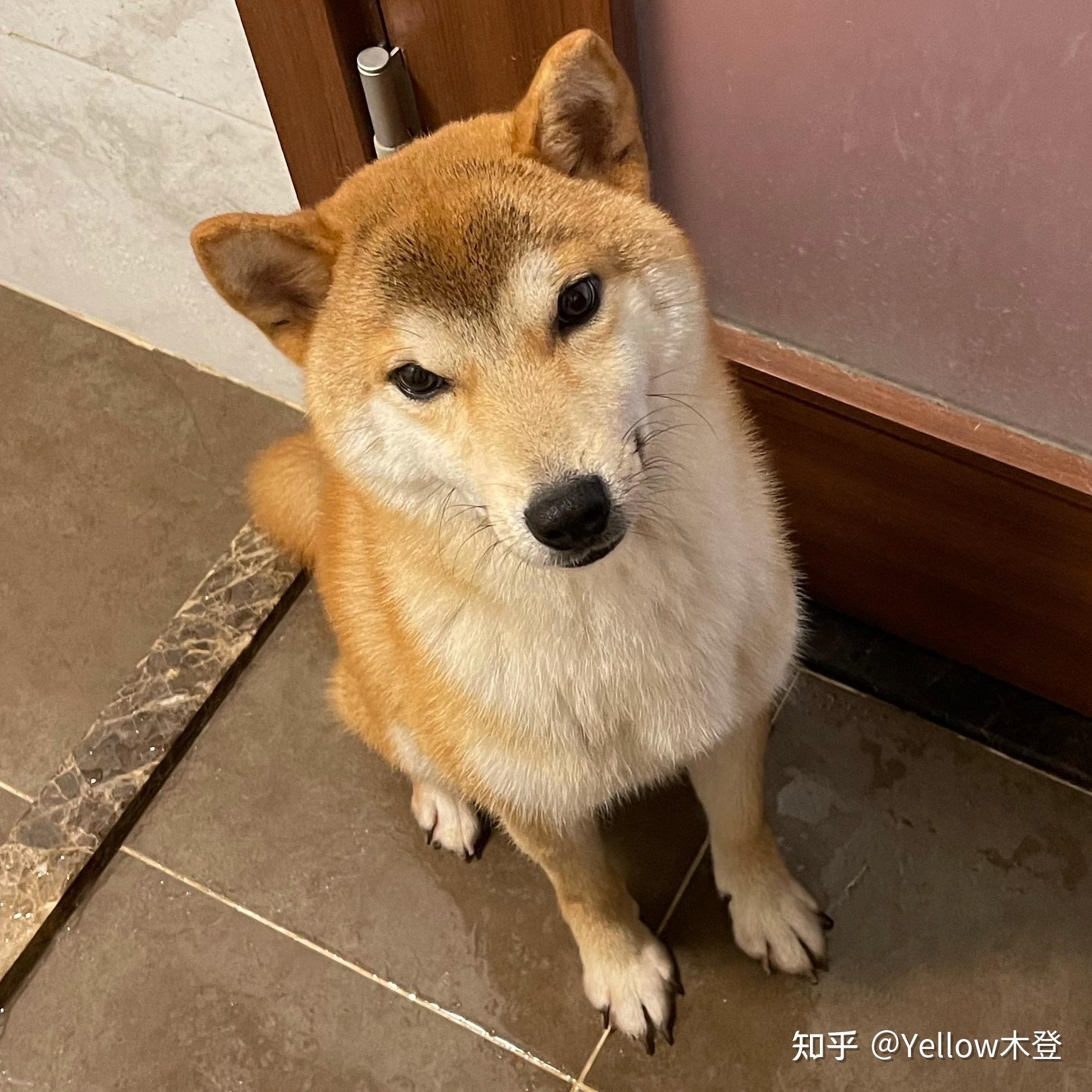 两个月大柴犬,品相怎么样?