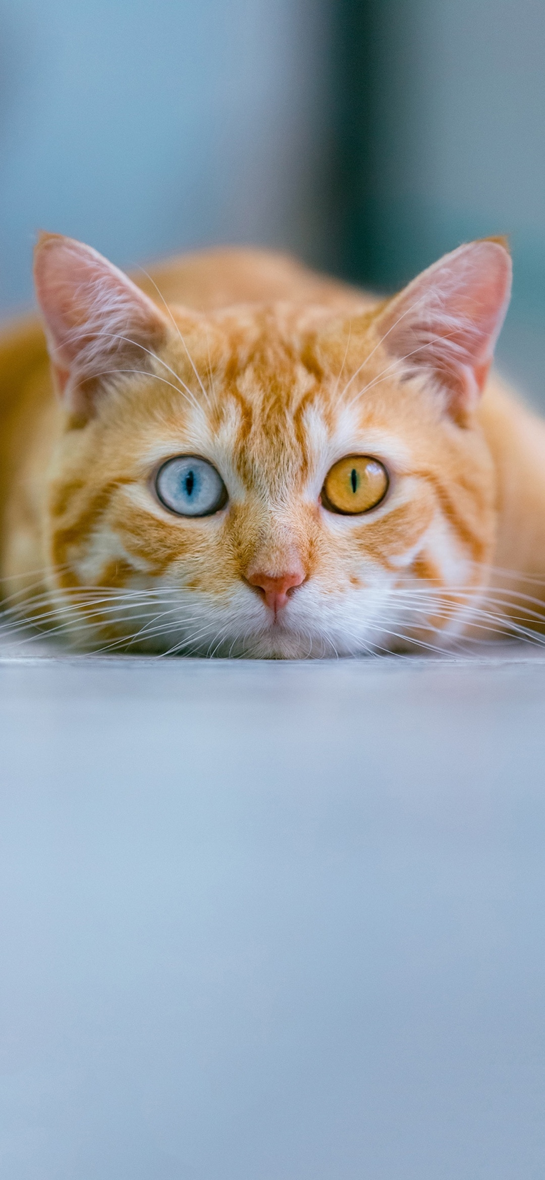 1080_2337竖版 竖屏