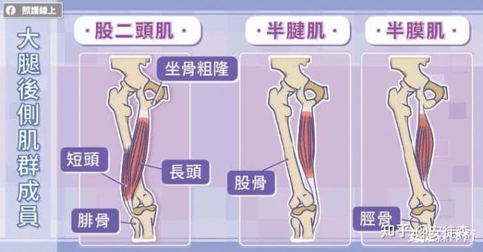 跑者大腿后侧肌群