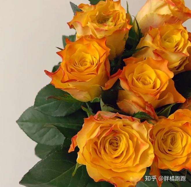 每周认识一种鲜花7金色海岸