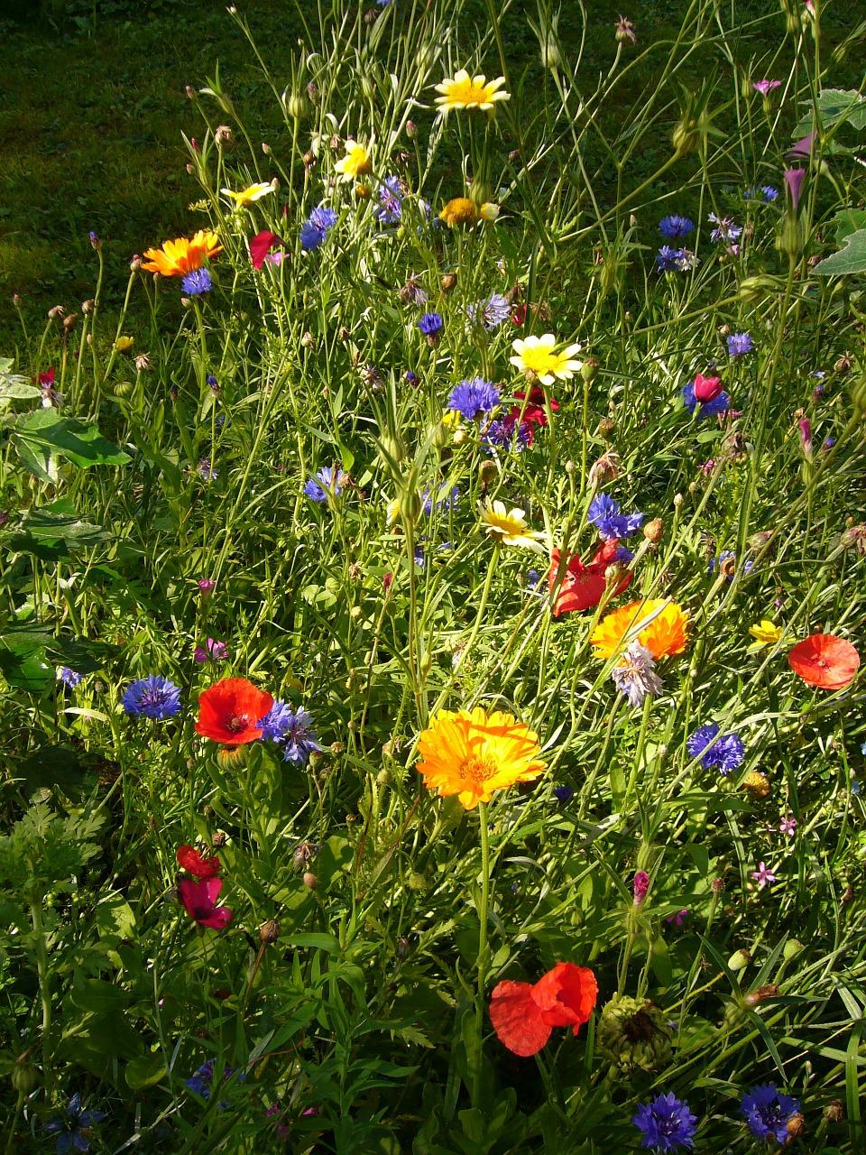 2. 适当修剪枝叶