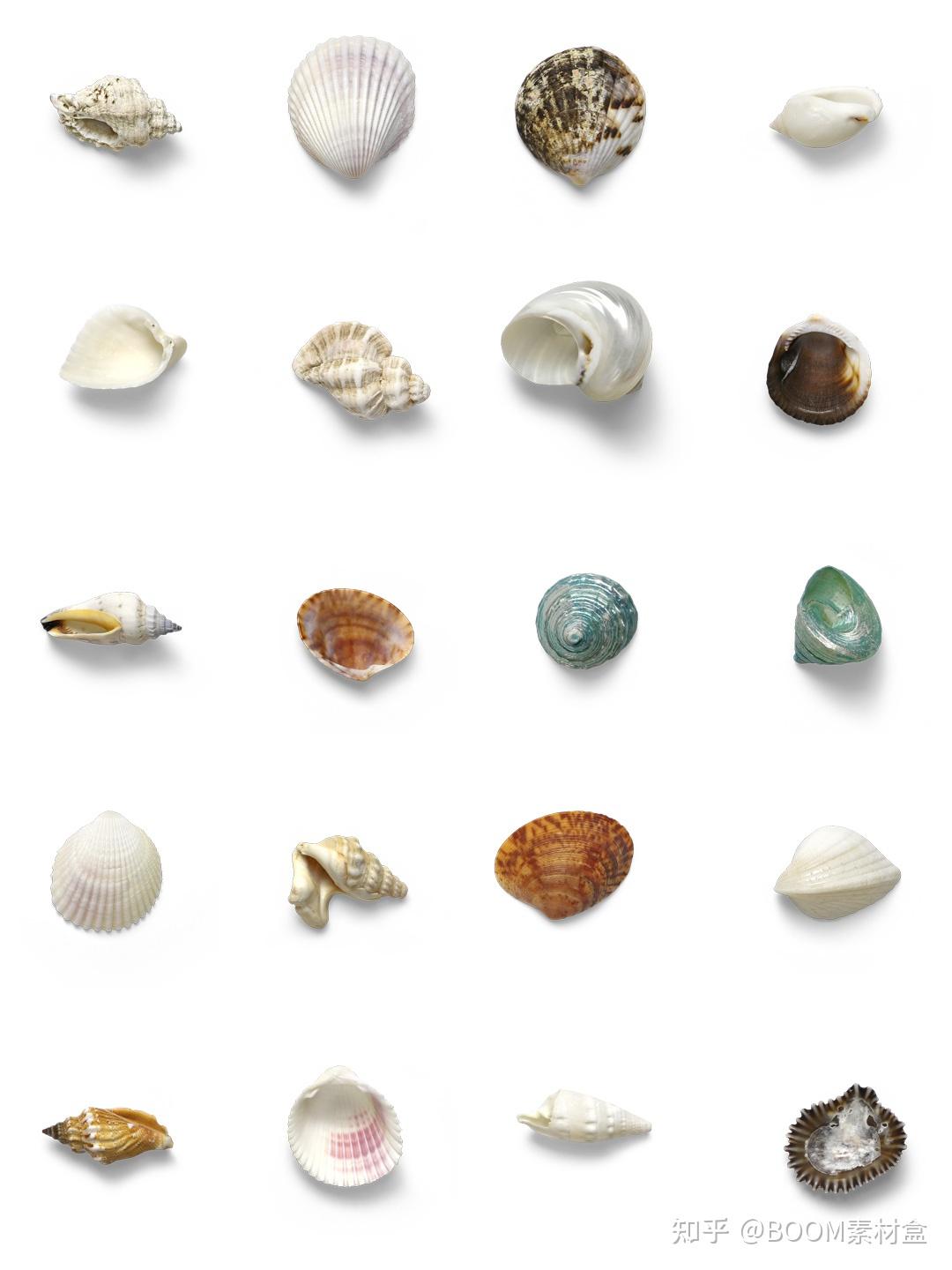 素材分享丨贝壳海底动植物海螺壳海星珊瑚珍珠tif免抠格式装饰元素