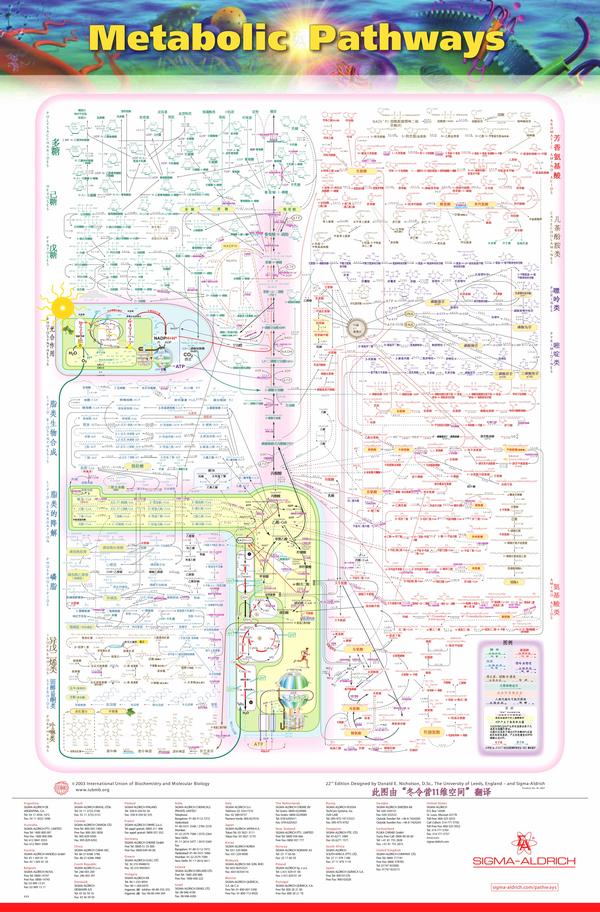 生物化学代谢途径图 - 知乎