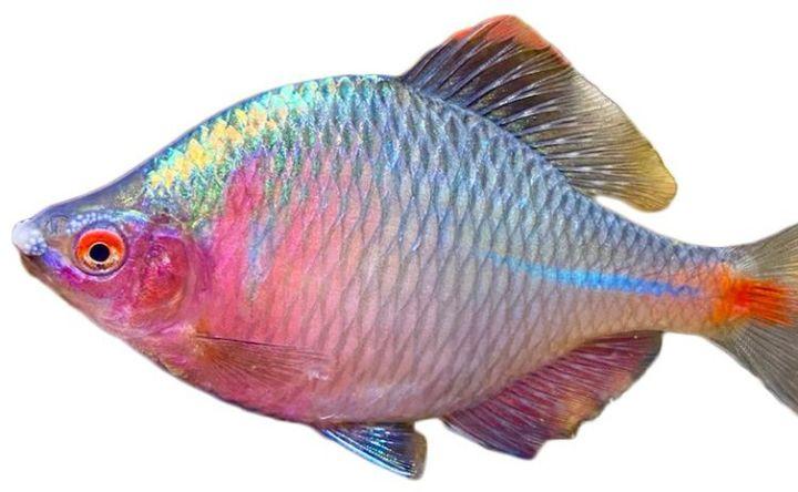 谁知道这是什么品种的鳑鲏鱼