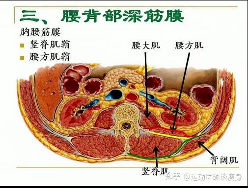 腰部剖面图图片