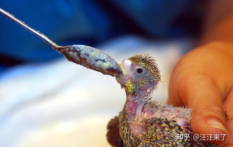 玄凤鹦鹉20天左右的雏鸟除了奶粉还需要额外喂水吗? - 知乎