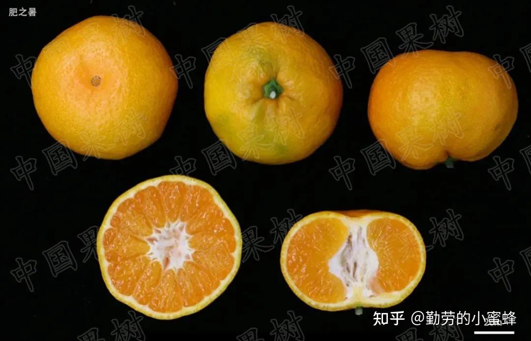 我国柑橘品种及适合栽培地区分析 - 知乎