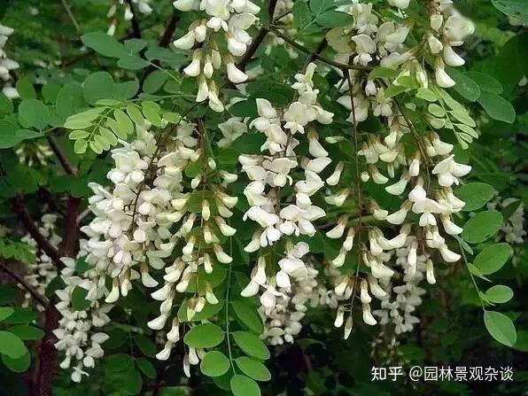 植物不认识?不要怕!这里有最详细植物识别法 - 知乎