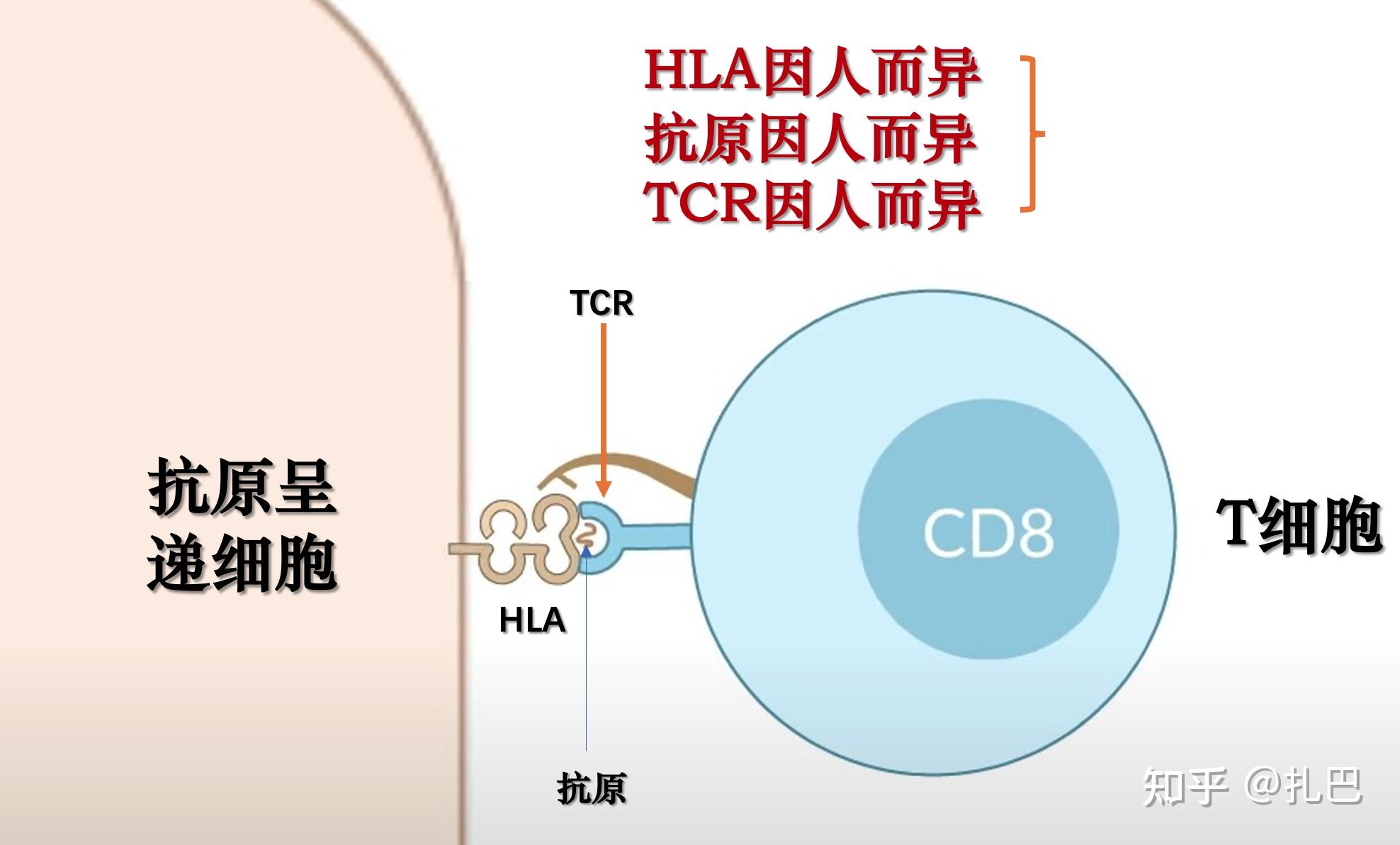 只比较肿瘤和正常组织的hla结合肽能否确定候选新抗原