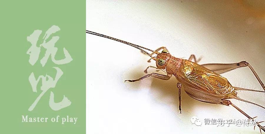 绿金钟,天蛉,绿蛣蛉,银琵琶(学名梨片蟋)树栖昆虫,喜栖息于高大蔷木