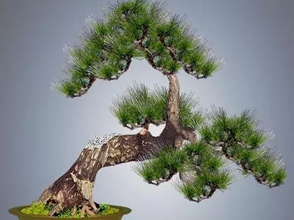 黑松 赤松 五针松盆景的造型特色以及区别辨识 知乎