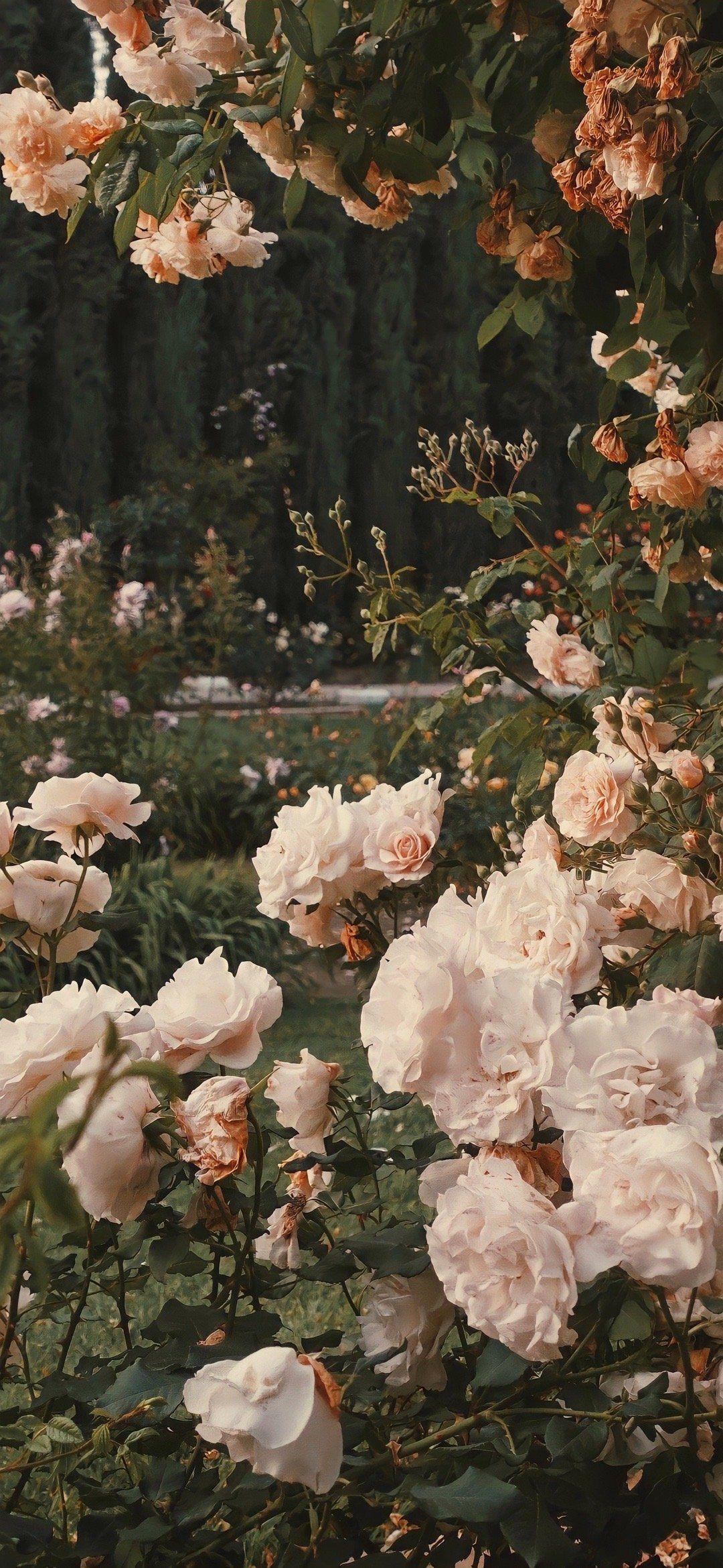 有哪些好看的iphone实况壁纸呀? - 知乎