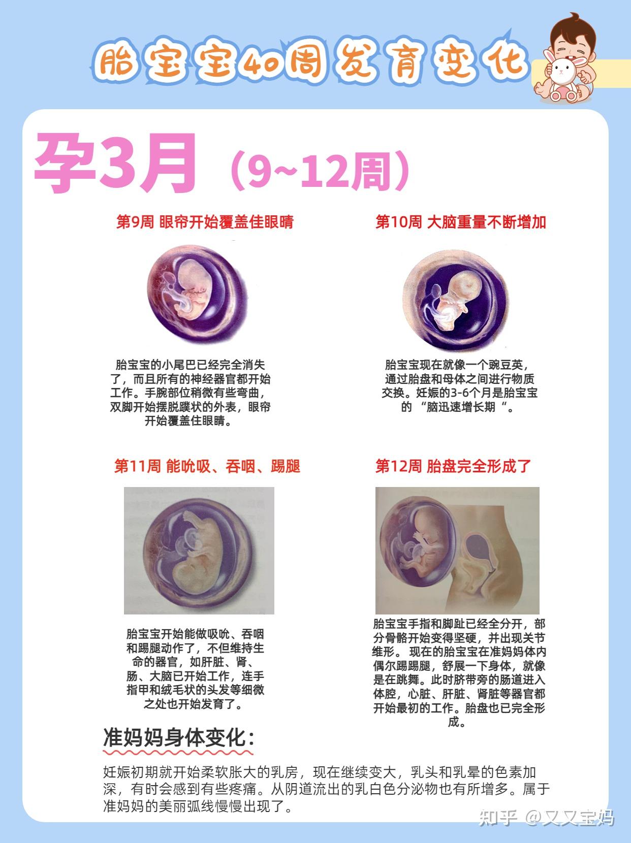 新手爸妈必看!孕期1-40周胎儿发育过程&准妈妈身体变化(多图) - 知乎