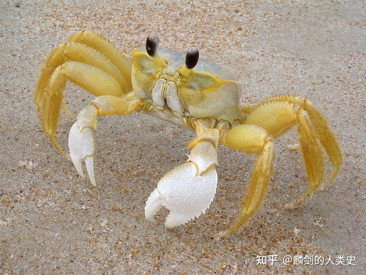 【动物界全系列】沙蟹总科—沙蟹科 - 知乎