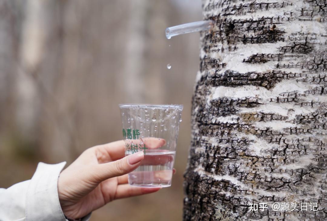 白桦树汁是什么?医学角度解读植物的治愈力量 - 知乎