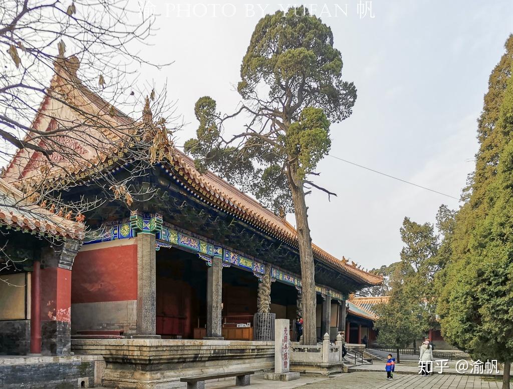 2400年前孔子亲手种植的树像啥样？已悄然成为中国最古老的网红树 - 知乎