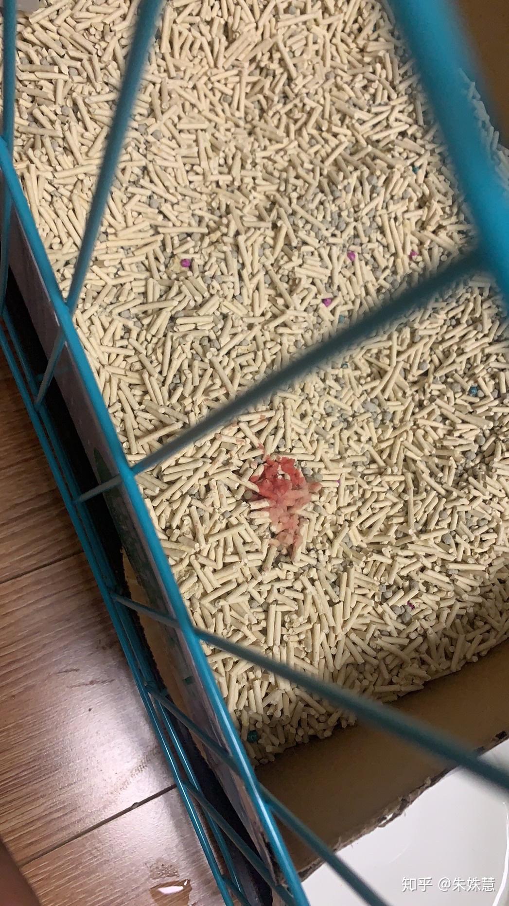 记录加菲猫尿闭发现及治疗过程