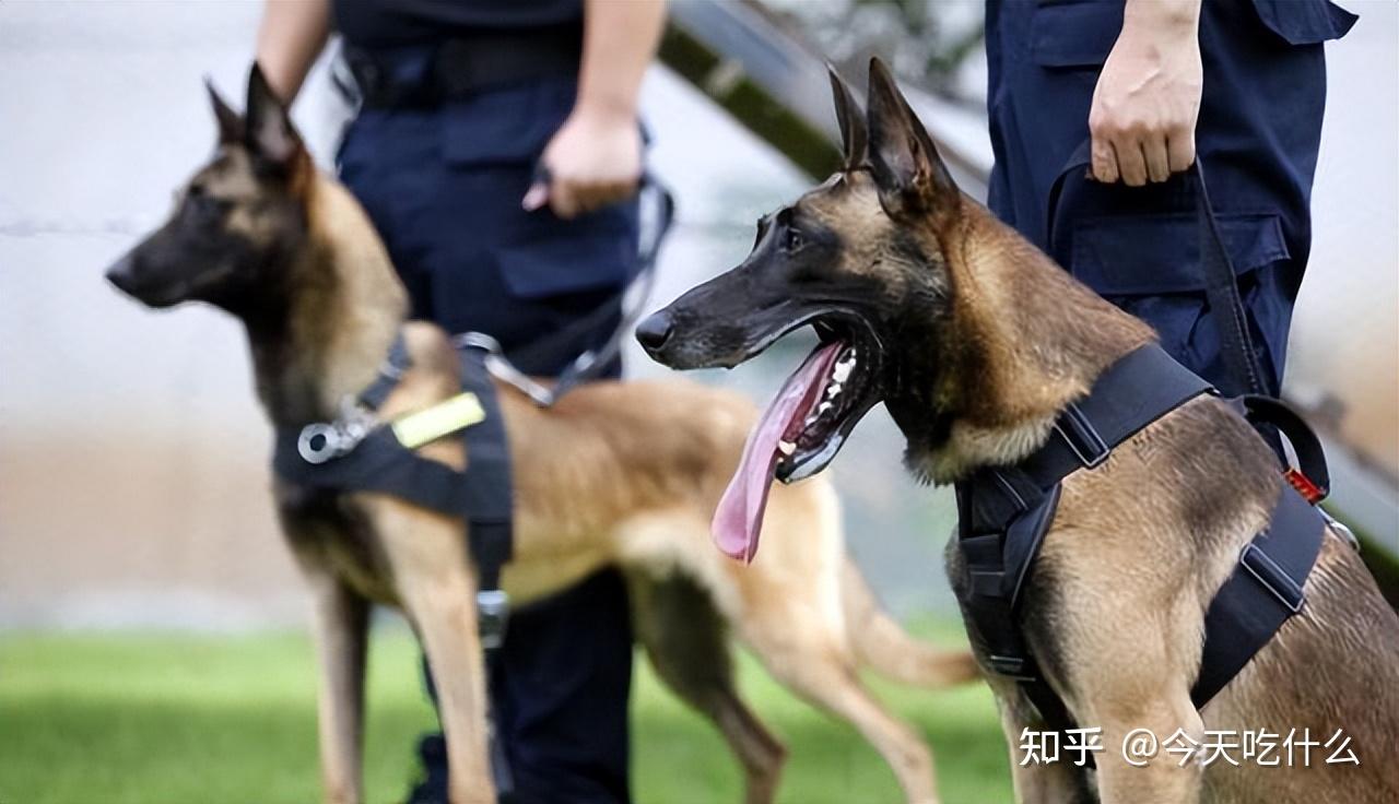 为何近几年马犬那么多人养?宠主:优点太多了! - 知乎
