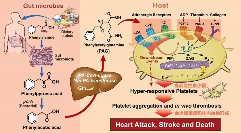 植物甾醇与心血管疾病图片
