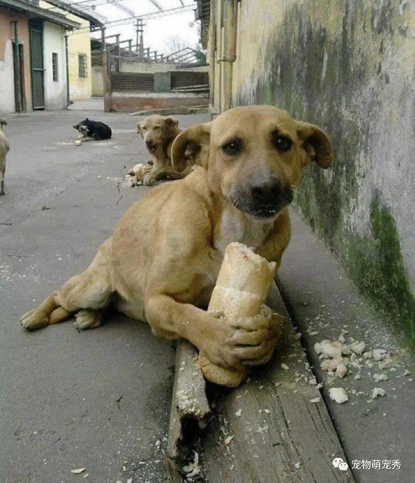 提及有狂徒故意將鐵釘放在麵包內並扔於街頭,試圖傷害流浪動物,引起