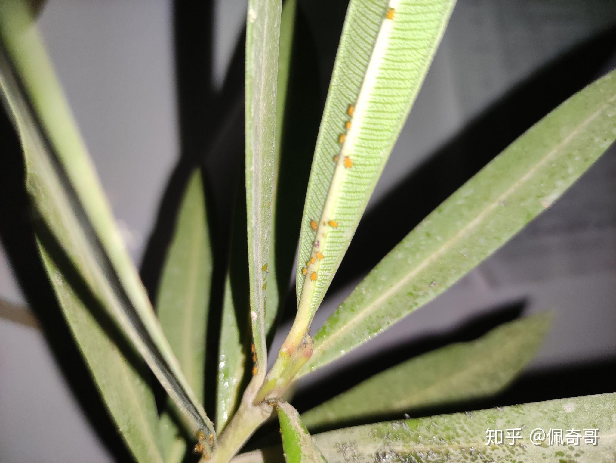 夹竹桃蚜 aphis nerii