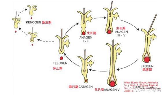 激光脱毛原理图片