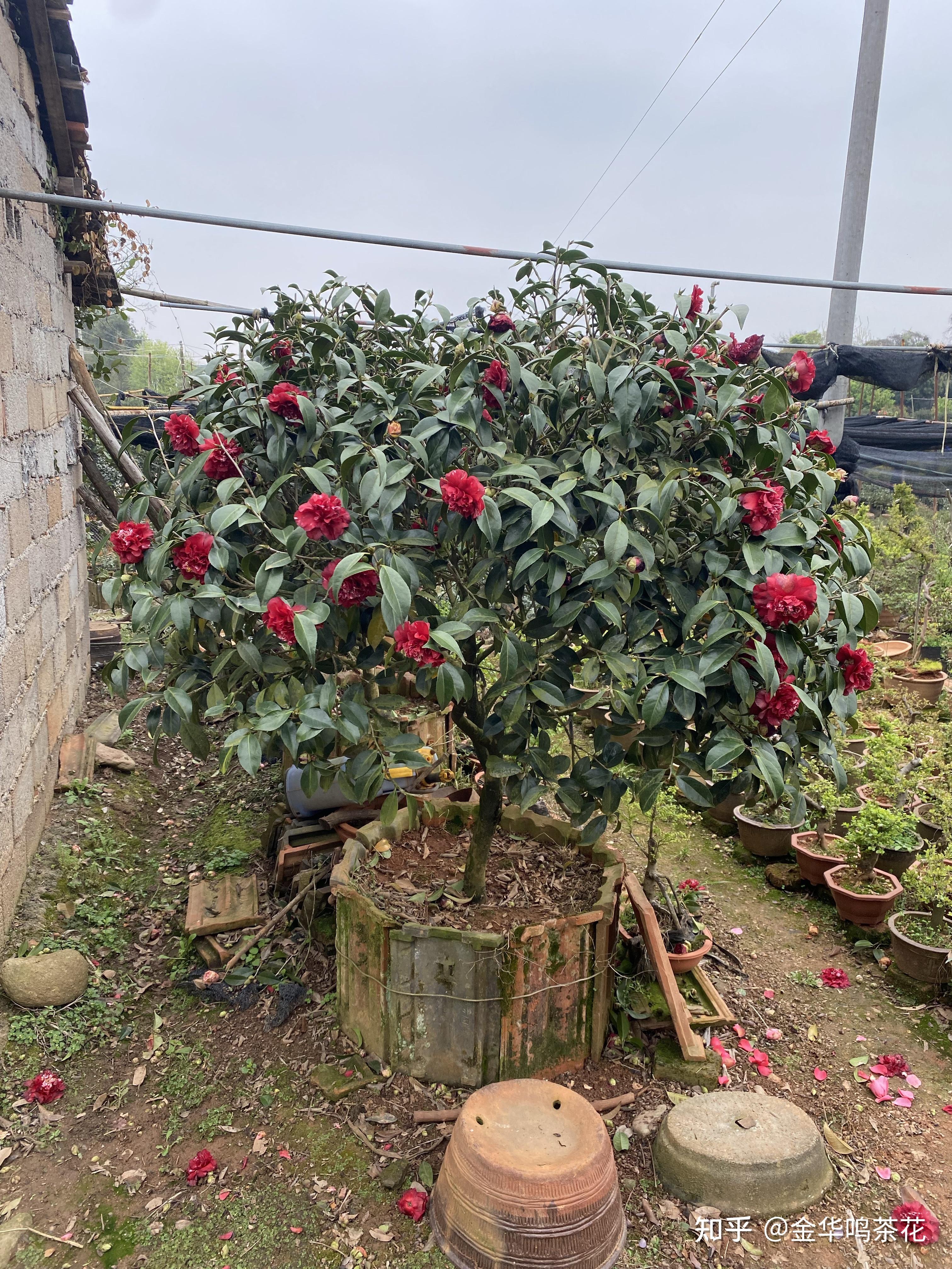 午夜魔幻茶花 - 知乎