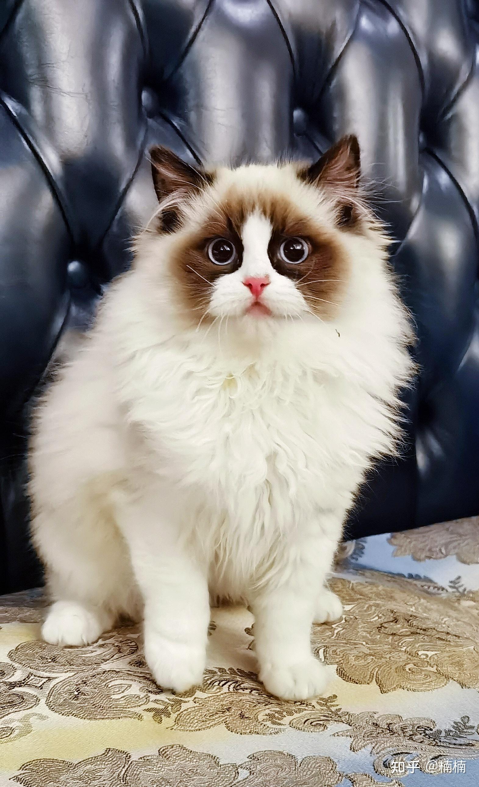 这只海双面具有点窄但是很甜美大概值多少钱大丽丽血线的