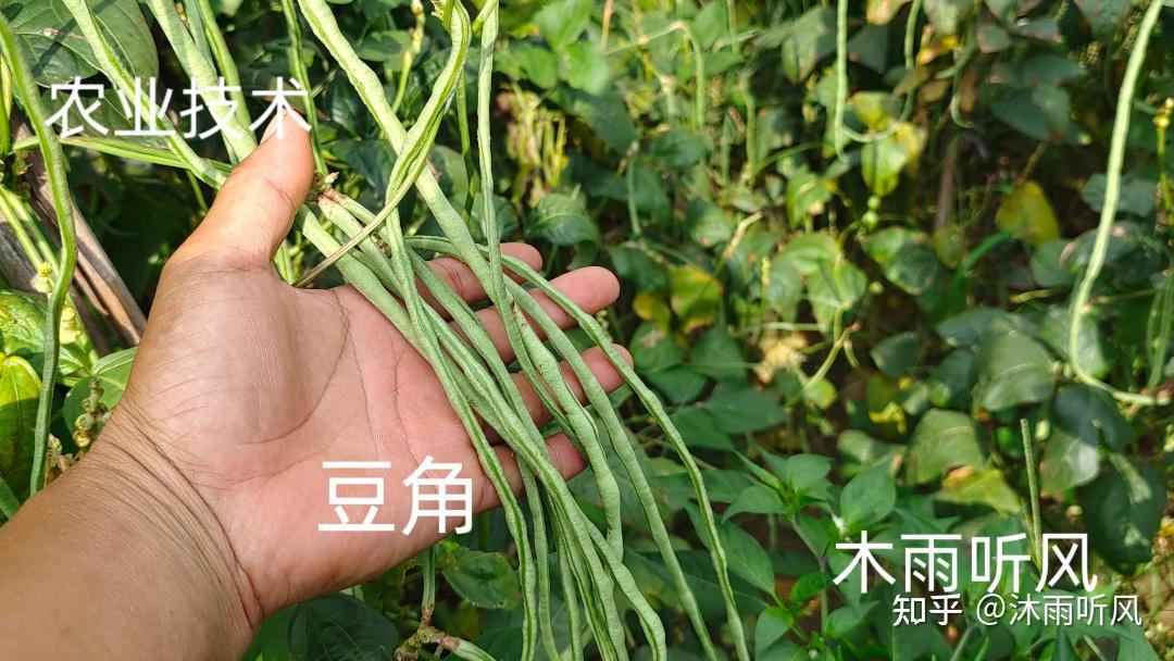 豇豆的生长环境是怎样的