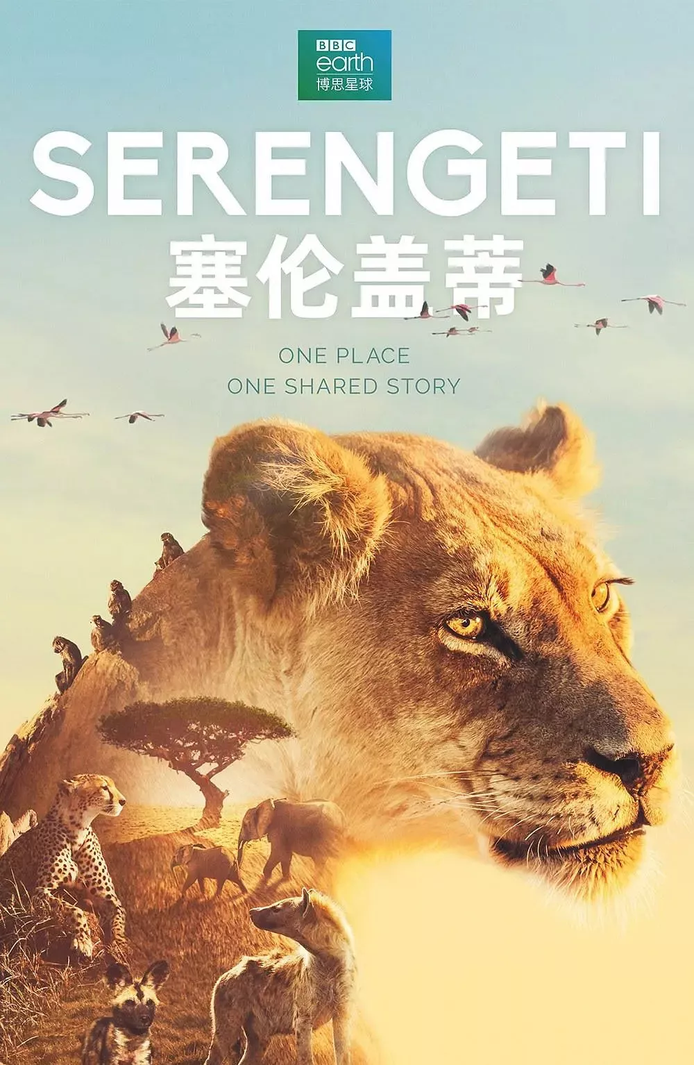 纪录片推荐bbc力作塞伦盖蒂高度还原真实非洲好看过狮子王