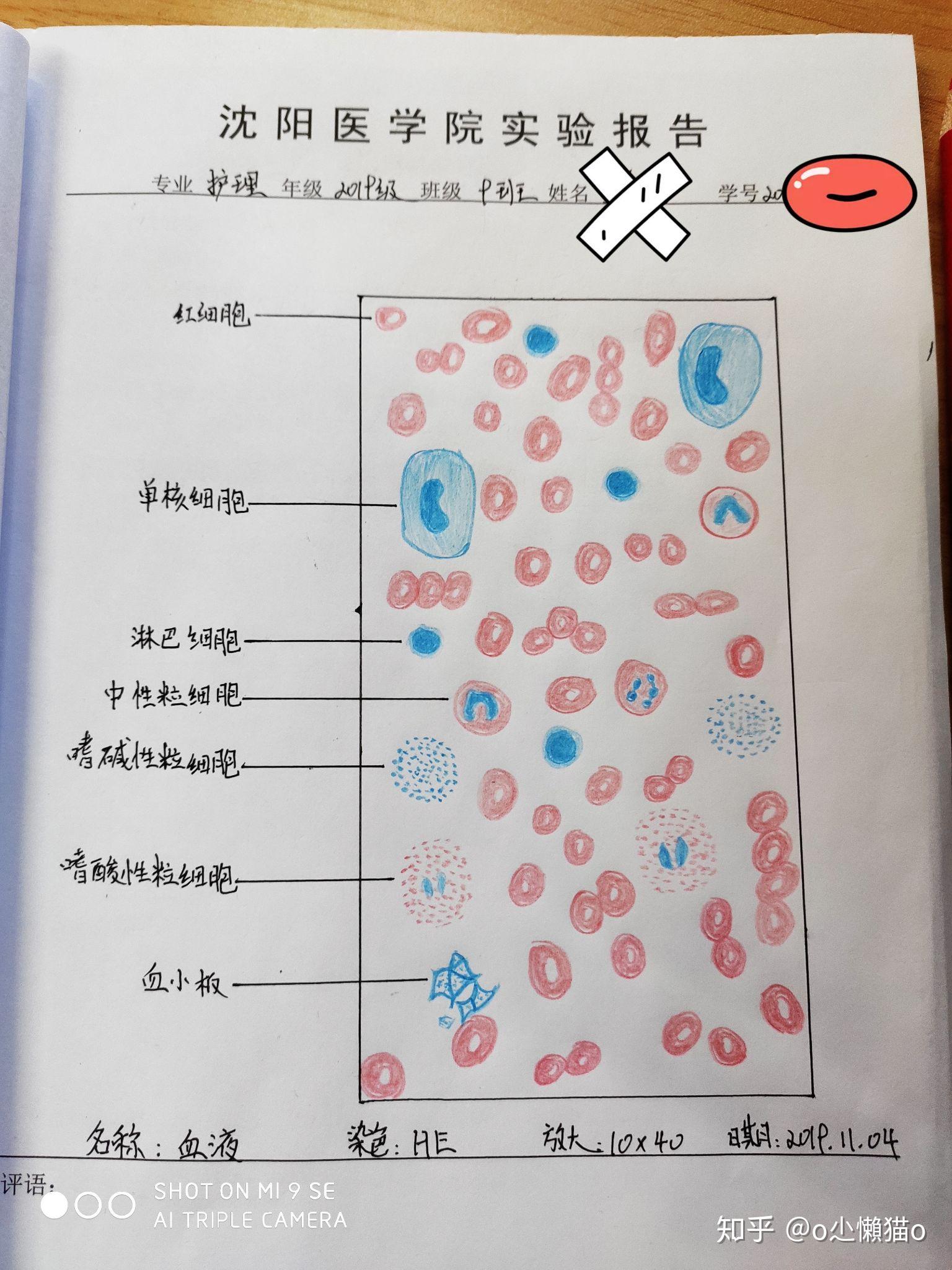 血细胞图片 手绘图图片