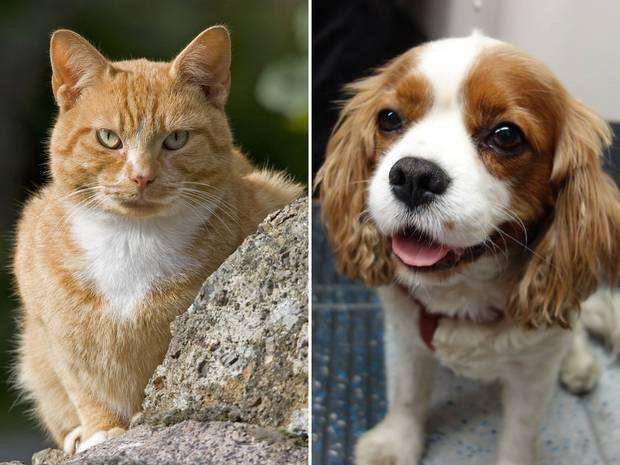 猫科动物战斗力那么强,为什么没有将犬科动物淘汰掉?