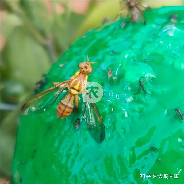 这种爱吃甜口的小虫，盯上你家柑橘园了！来看柑橘大实蝇爆发前防治手段 - 知乎