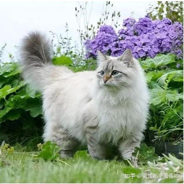 请问有没有推荐养的低敏猫