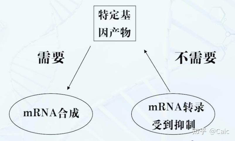 原核生物基因表达图片