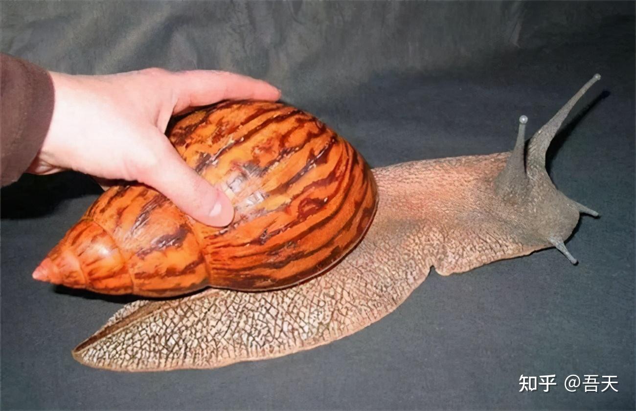 非洲人超喜欢吃的蜗牛,在中国开始泛滥,但我国的吃货却直接放弃